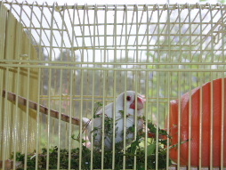 050821upハコベ♪2