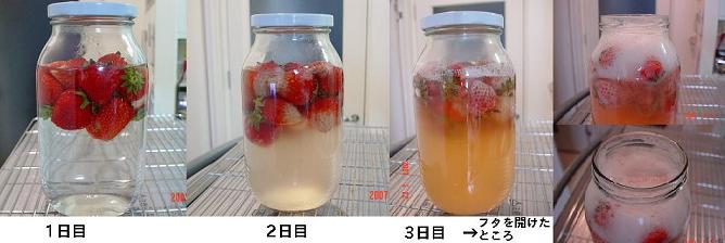 いちご酵母