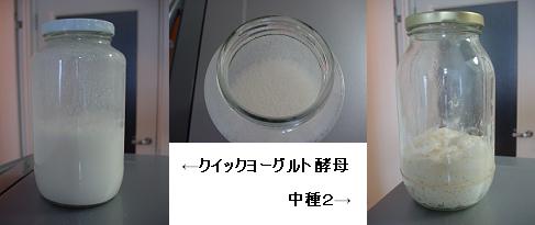 クイックヨーグルト酵母