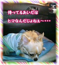 再びヒマ犬014.jpg