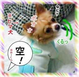 ヒマ犬その２007.jpg