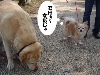 ダルと空 019.jpg