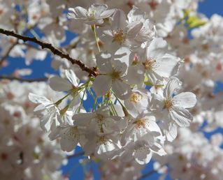 Sakura in CA