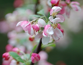 crabapple