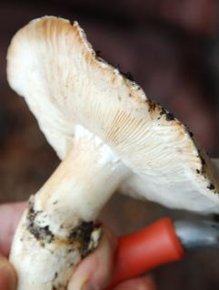 Matsutake