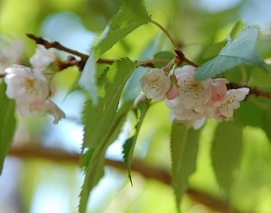 aki-sakura