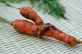 Lover's Carrot