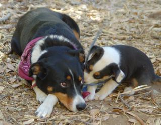 Onya & pup