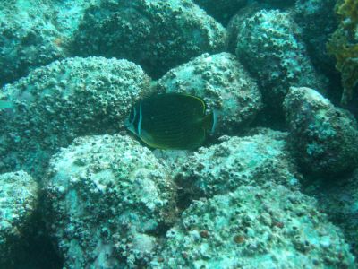 ちょうちょう魚