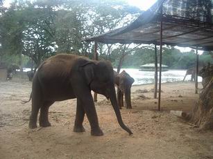 エレファントキャンプ