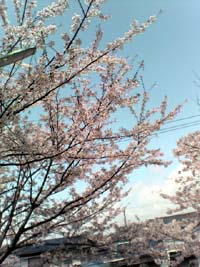さくら