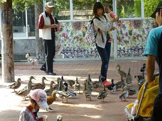 水鳥のお出迎え