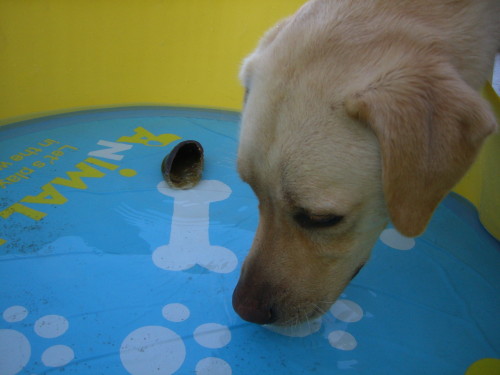 プールとこてつ