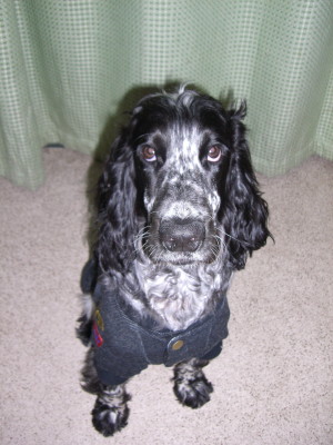 コナンの新しい服