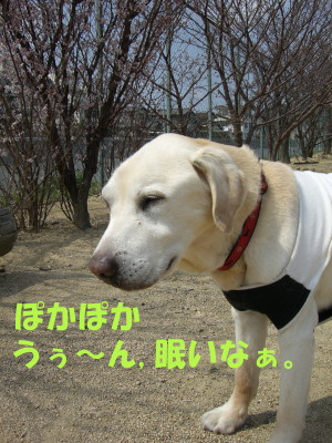 ぽかぽか眠いなぁ