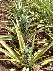 pineapple