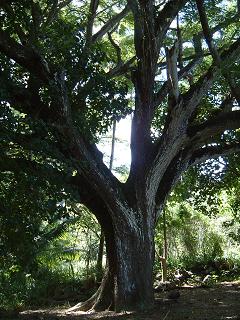 ホノルアベイに抜ける道の木々