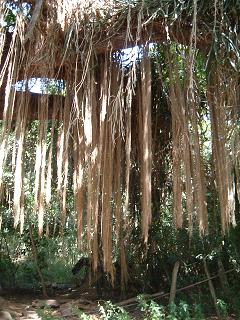 ホノルアベイに抜ける道の木々2