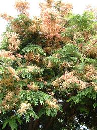 マウイトロピカルプランテーション園内