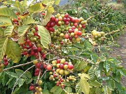 コーヒーの実