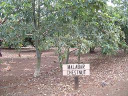 Malabar Chestnut