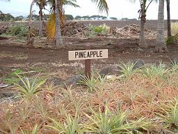 Pinapple