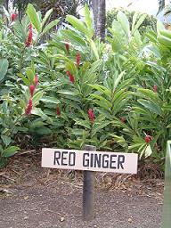 Red Ginger