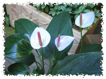 アンスリュウム白