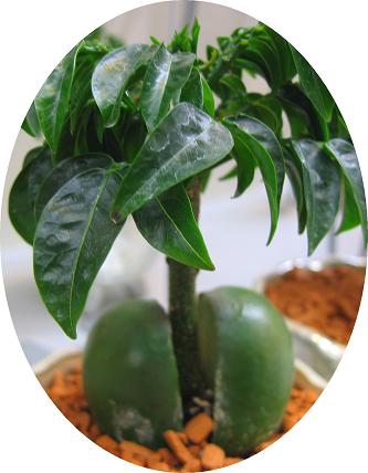 ジャックと豆の木