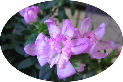 リュウキュウツツジ