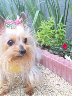 2010/05/08　お誕生日プレゼント・３