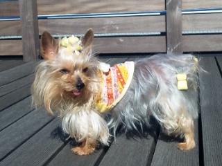 2010/04/24　陽気（ヨーキー）な時間・２