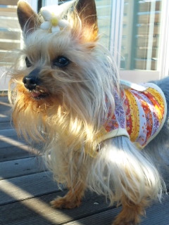 2010/04/24　陽気（ヨーキー）な時間・3