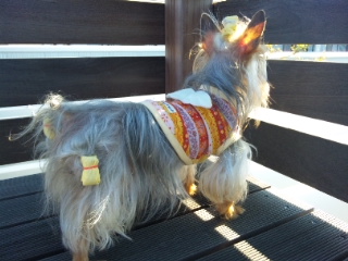 2010/04/24　陽気（ヨーキー）な時間・５