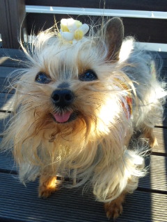 2010/04/24　陽気（ヨーキー）な時間・６