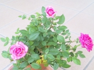 2010/05/08　お誕生日プレゼント・２