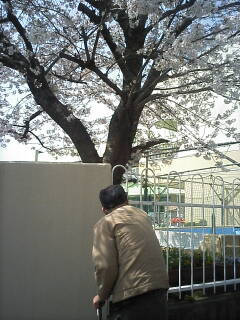 お父さんと桜