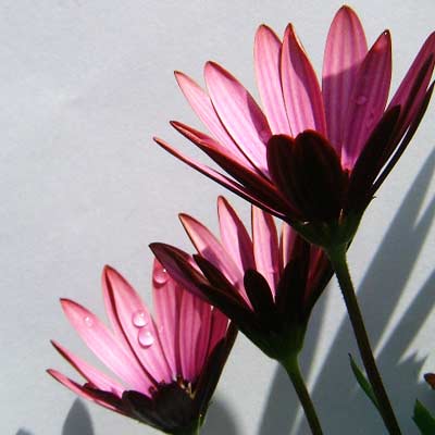 オステオスペルマム元画像