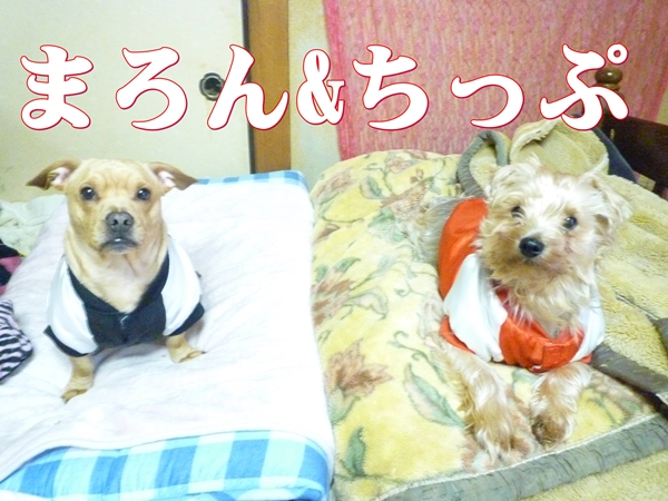 まろん・ちっぷ