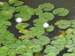 相撲3