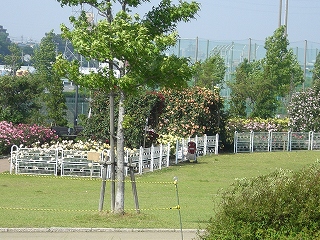 バラ園2
