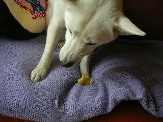 oimopakupaku