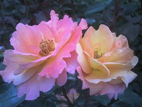 植物園4 アンネのバラ.JPG