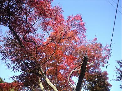 紅葉公園２.JPG