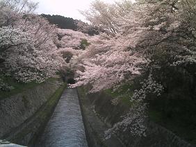 疎水の桜 １.JPG