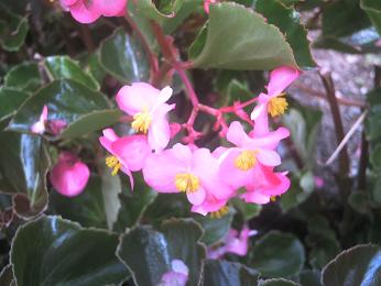 ベゴニア.JPG