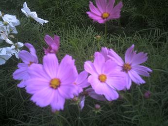 コスモス.JPG