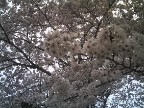 疎水の桜４.JPG