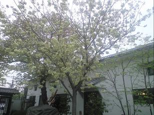 黄桜.JPG