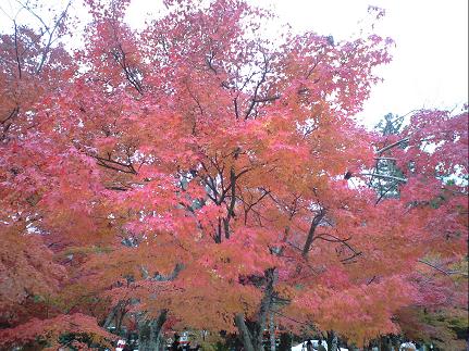 天竜寺４.JPG